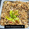 Promo carnivora 3 plantas