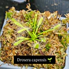 Promo carnivora 3 plantas