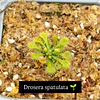 Promo carnivora 3 plantas