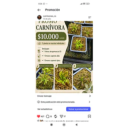 Promo carnivora 3 plantas