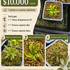 Promo carnivora 3 plantas