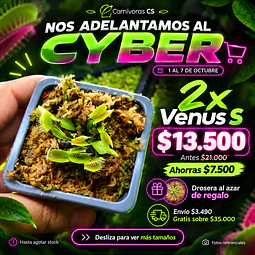 Cyber 2x Venus S 