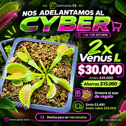 Cyber 2x Venus L 