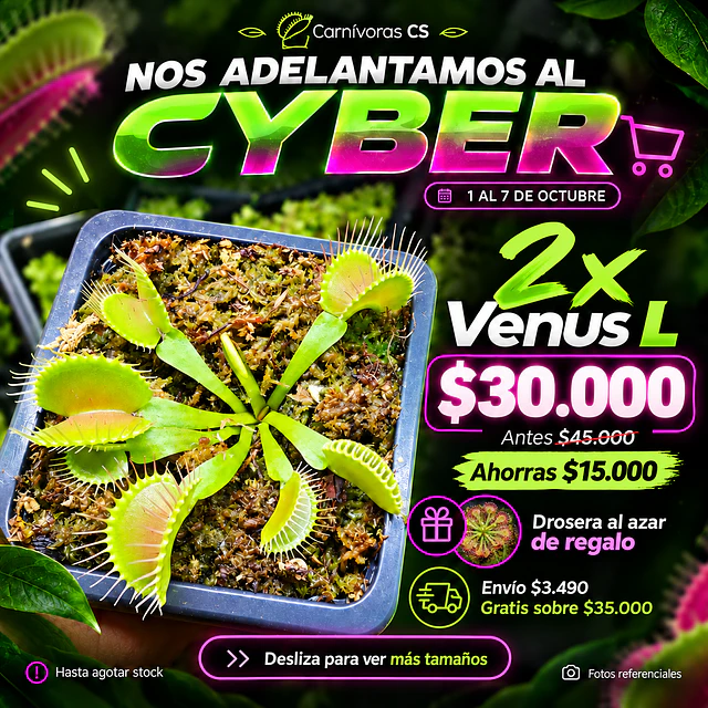 Cyber 2x Venus L 
