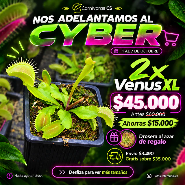 Cyber Venus XL 
