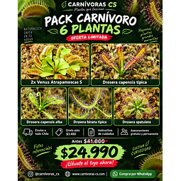 Promo 6 plantas 