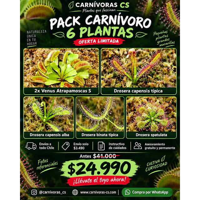 Promo 6 plantas 