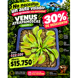 Venus Atrapamoscas L
