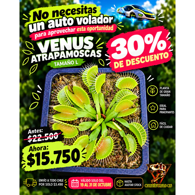 Venus Atrapamoscas L