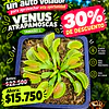 Venus Atrapamoscas L