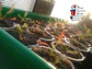 Drosera - Capensis Típica - thumbnail 2