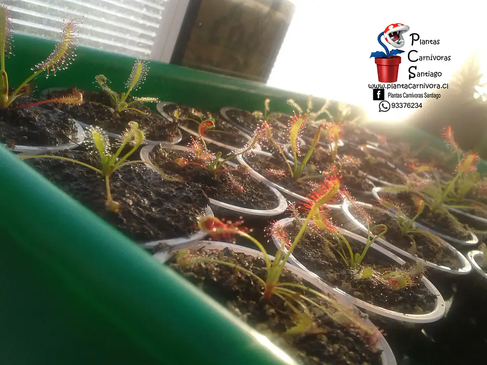 Drosera - Capensis Típica 2