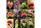 Mix Especies II - thumbnail 1