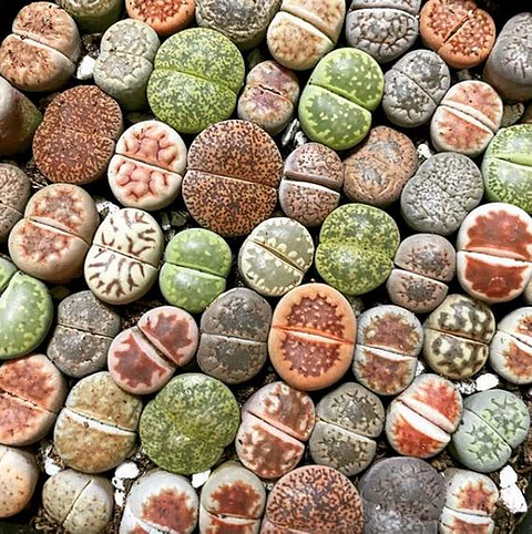 Kit de cultivos - Lithops mix ( planta piedra )