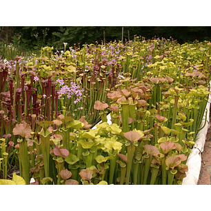 Sarracenias - Mix - Semillas