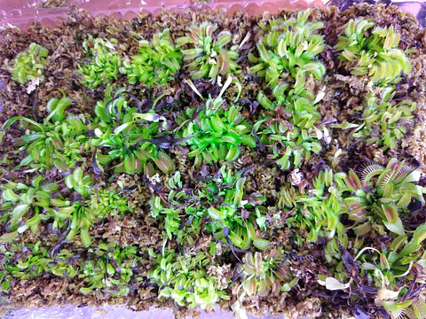 50 venus atrapamoscas baby - pequeñas