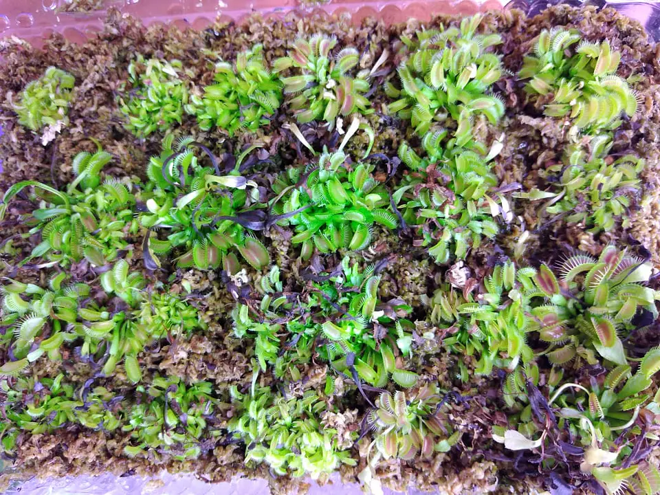 50 venus atrapamoscas baby - pequeñas 1