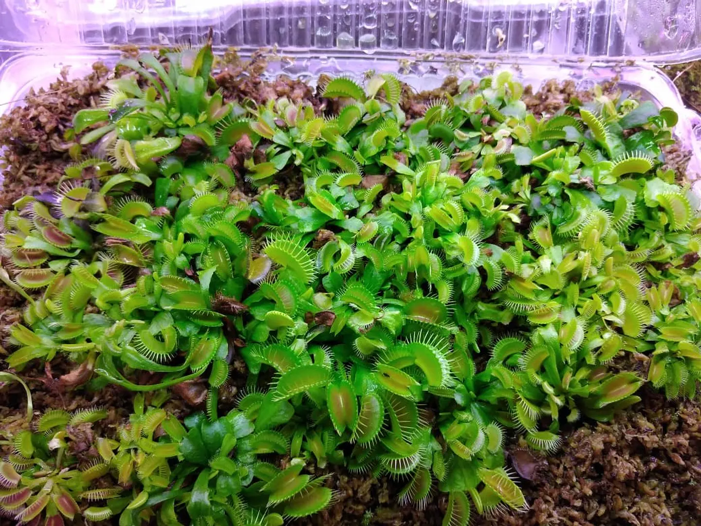 30 venus atrapamoscas juveniles - medianas 1