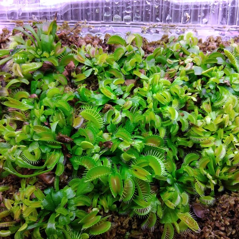 30 venus atrapamoscas juveniles - medianas 1