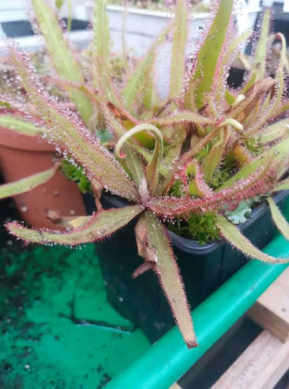 Drosera - Adelae 1