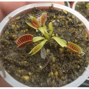Dionaea Muscipula - B52
