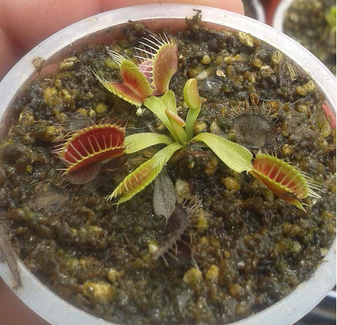 Dionaea Muscipula - B52