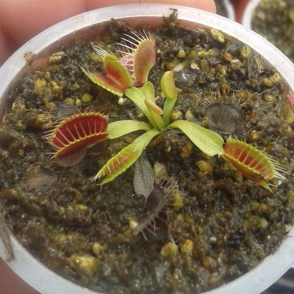 Dionaea Muscipula - B52 1