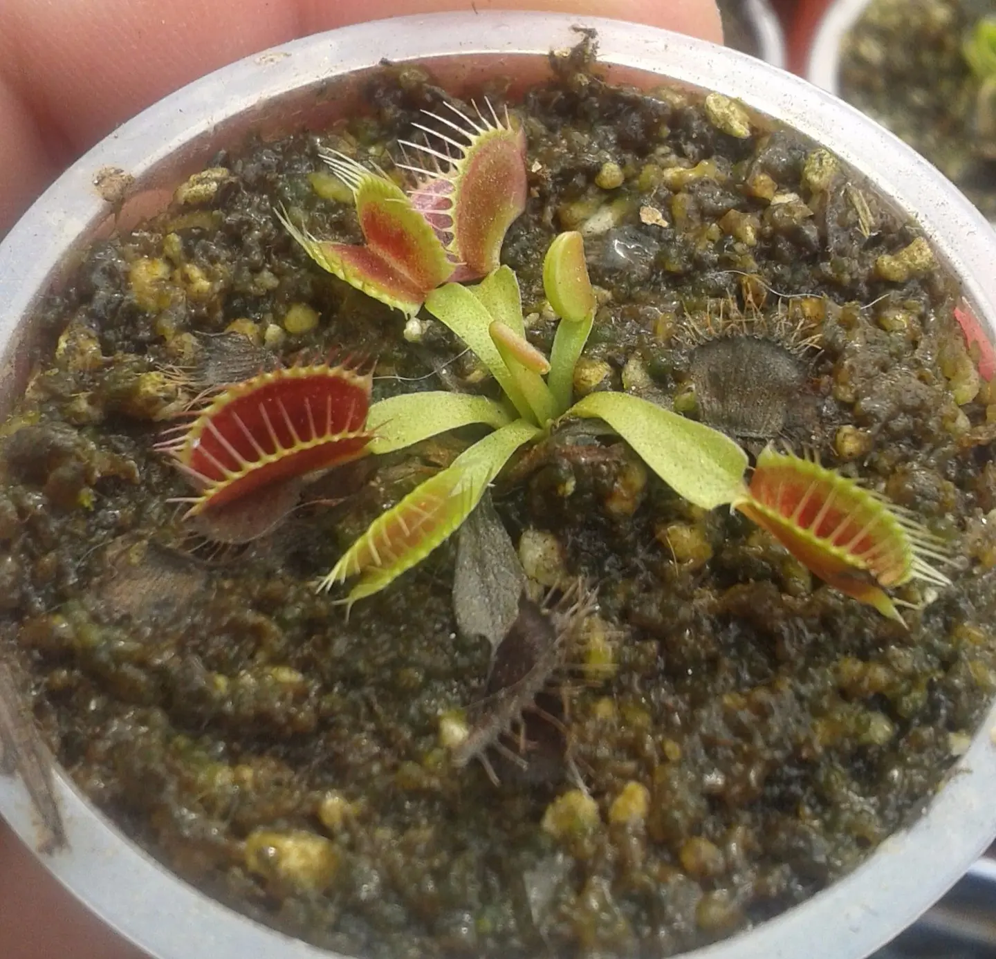 Dionaea Muscipula - B52 1