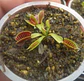 Dionaea Muscipula - B52 - Thumbnail 1