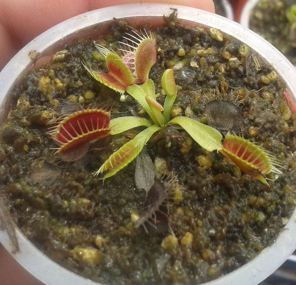 Dionaea Muscipula - B52 1