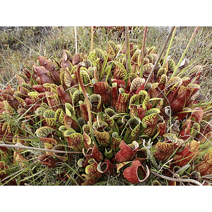 Sarracenia - Purpurea  - Semillas