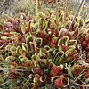Sarracenia - Purpurea  ﻿( ﻿Pine Barrens, Ocean Co., New Jersey, USA )