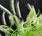 Kit de cultivo - Drosera Capensis Alba - Vorschaubild 1