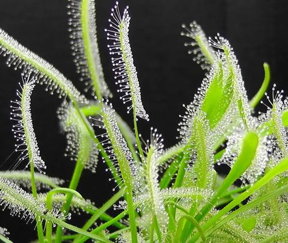 Kit de cultivo - Drosera Capensis Alba 1