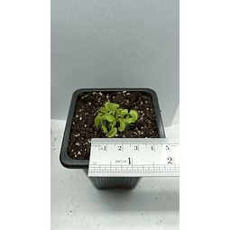 Dionaea Muscipula - Típica - Pequeña