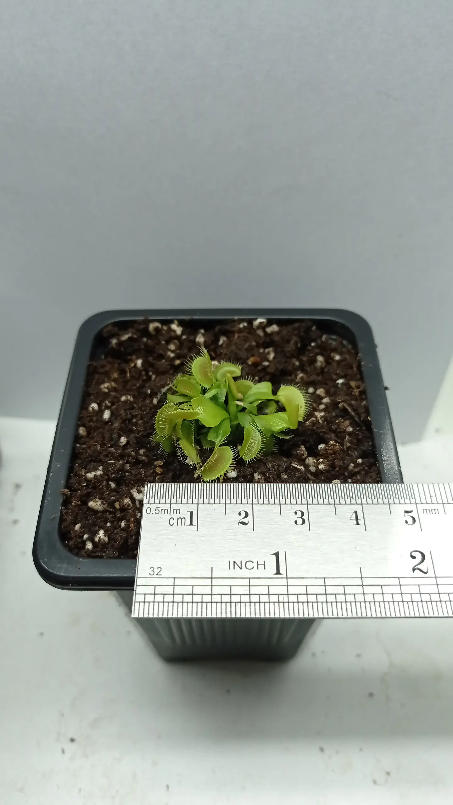 Dionaea Muscipula - Típica - Pequeña 1