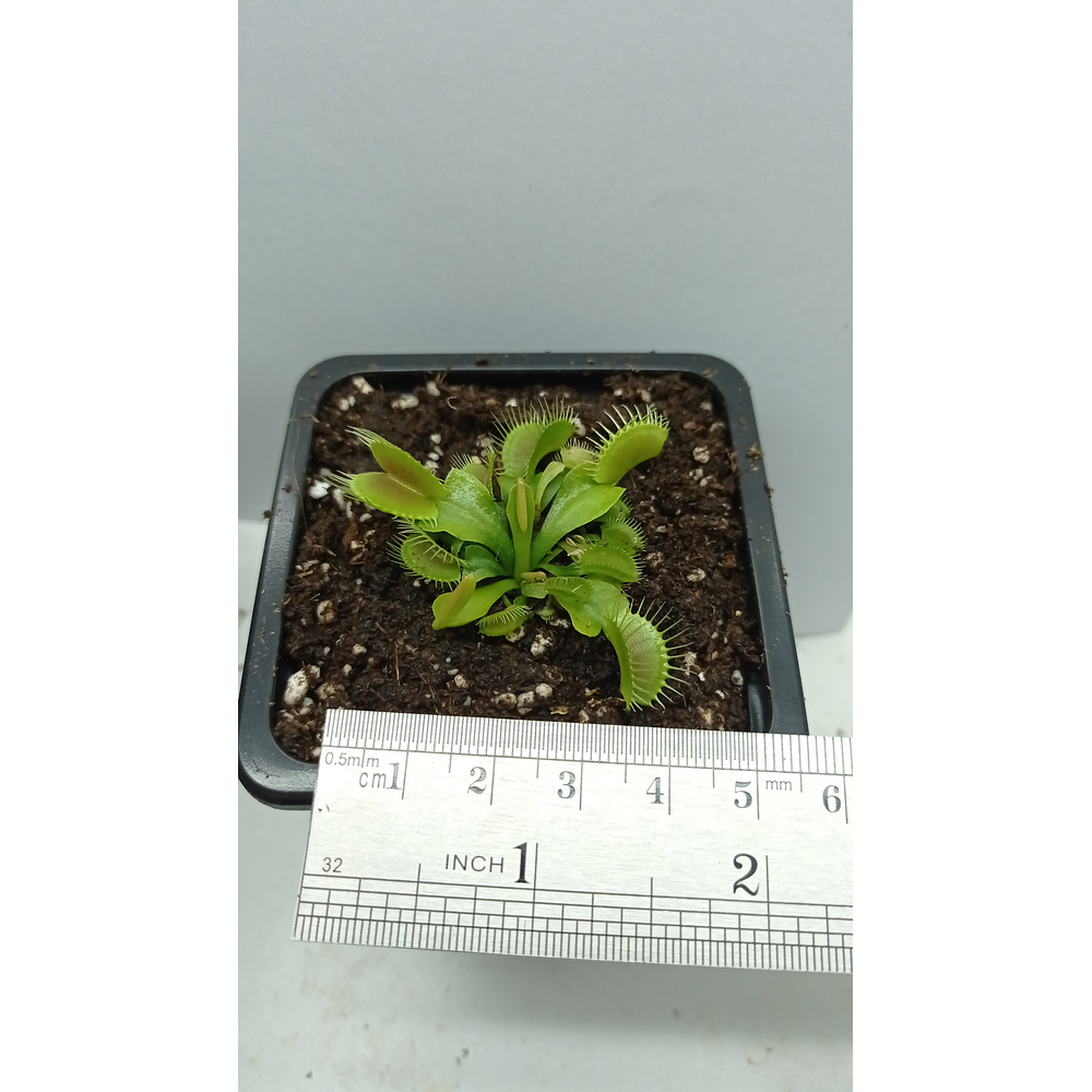 Dionaea Muscipula - Típica - Mediana