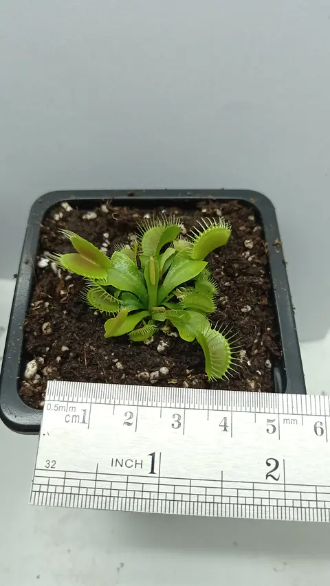 Dionaea Muscipula - Típica - Mediana