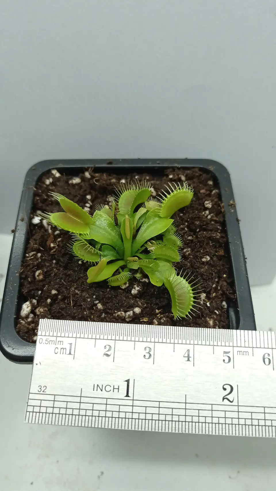 Dionaea Muscipula - Típica - Mediana 1