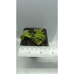 Dionaea Muscipula - Típica - Grande
