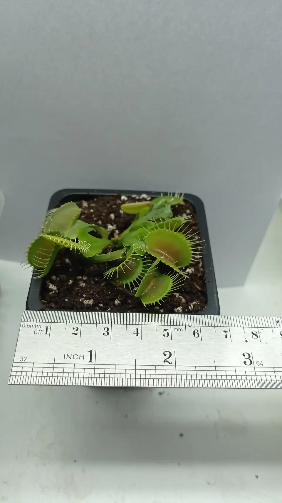 Dionaea Muscipula - Típica - Grande 1