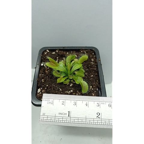 1 venus mediana + 1 drosera + 1 sarracenia 