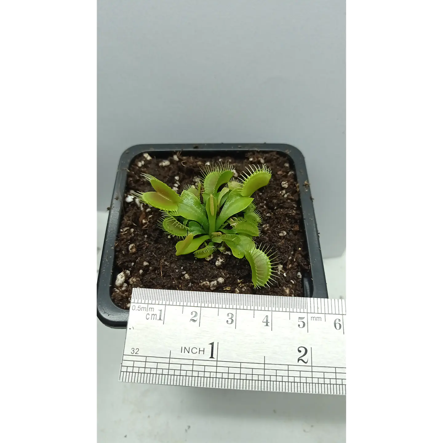1 venus mediana + 1 drosera + 1 sarracenia  1