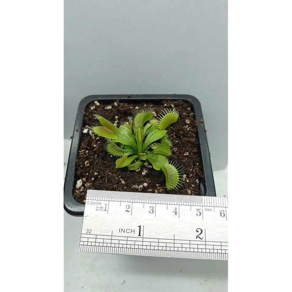 1 venus mediana + 1 drosera + 1 sarracenia  1