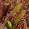 Drosera - capensis "Broad leaf" - Semillas