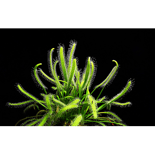 Drosera - capensis Alba - Semillas