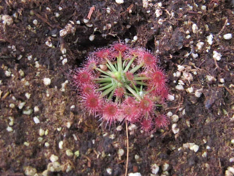 Drosera - Carbarup