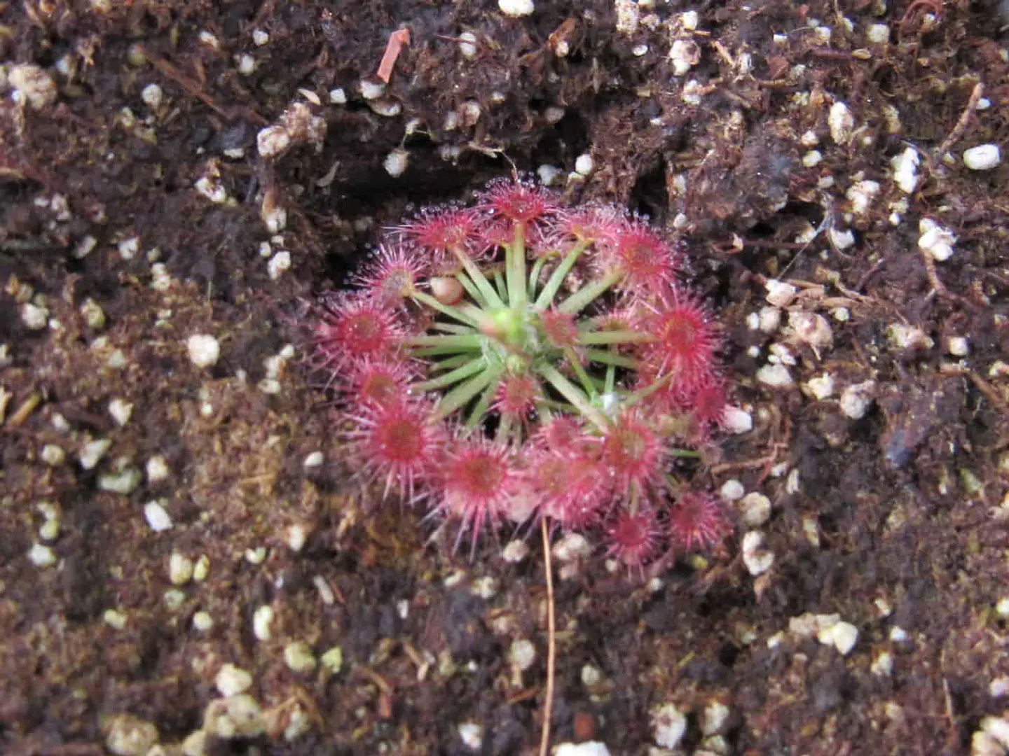 Drosera - Carbarup 1
