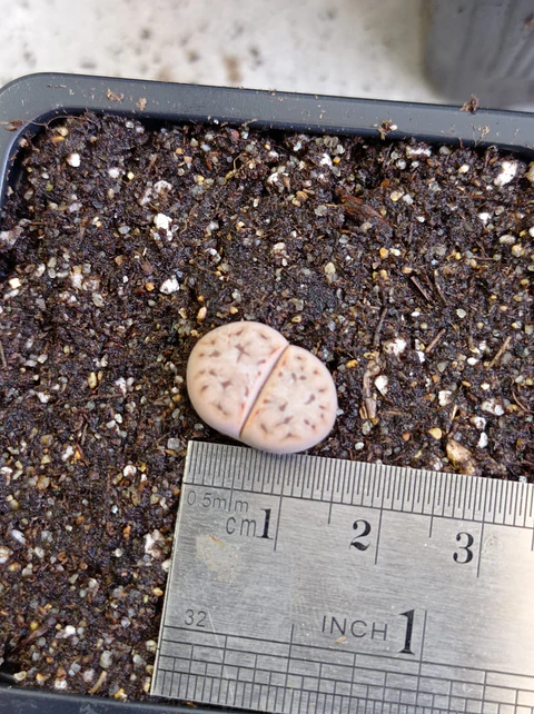 Lithops mix ( planta piedra )