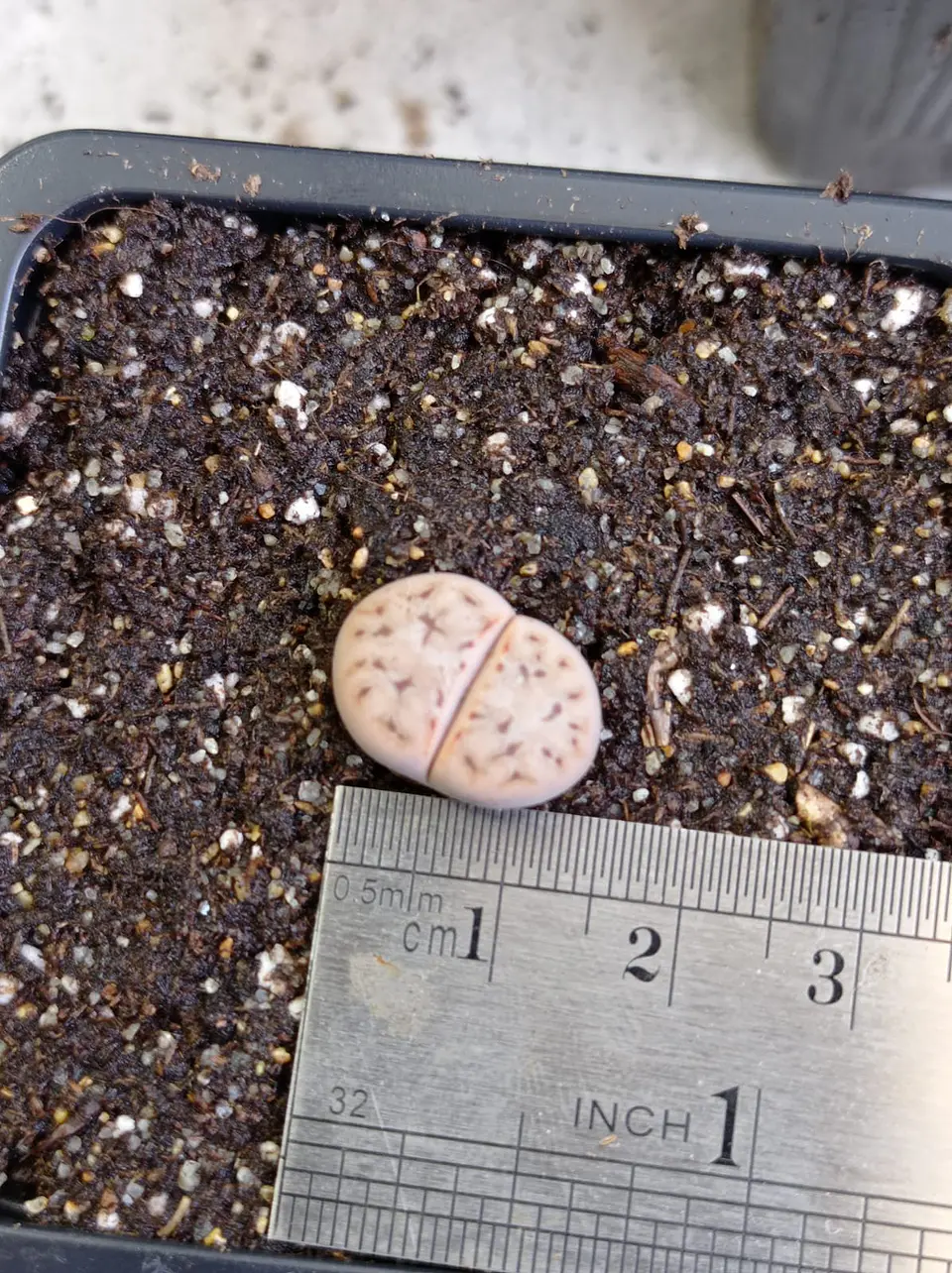 Lithops mix ( planta piedra ) 1
